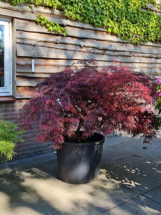Wat is er mis Geleerde samenkomen Rode Japanse dwergesdoorn | Acer palmatum 'Dissectum Garnet' |  Karakteristiek | Brienissen.nl