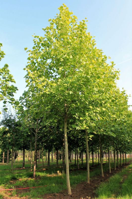 Sociaal incompleet Eenheid Volwassen platanenboom kopen? | Brienissen.nl | De grootste (in) Bomen!