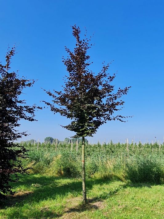 Fietstaxi tumor Hertogin Rode beukenboom kopen? | Brienissen.nl | De grootste (in) Bomen!