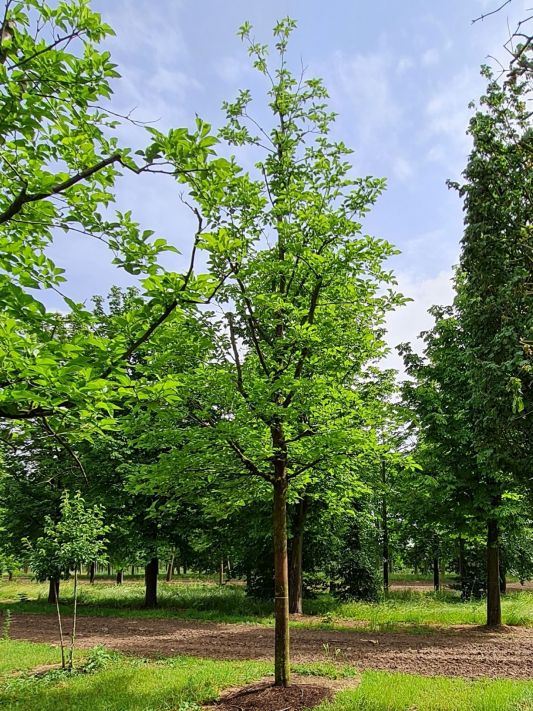 uitzetten dak De databank Witte Moerbei boom kopen? | Brienissen.nl | De grootste (in) bomen!