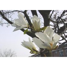Oude magnolia boom kopen? | Brienissen.nl | De grootste (in) Bomen!